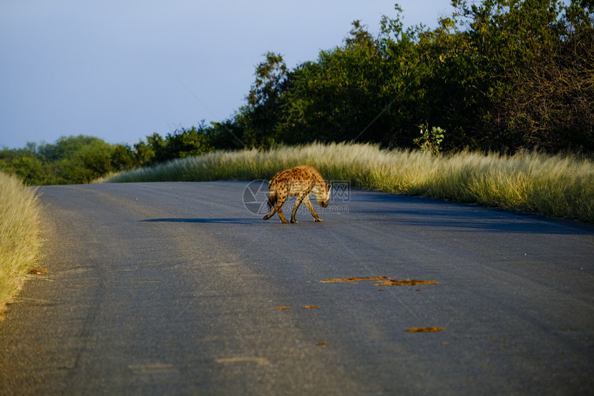 鬣狗科路对面的HyenaCrocutacrocuta野生动物夏天图片