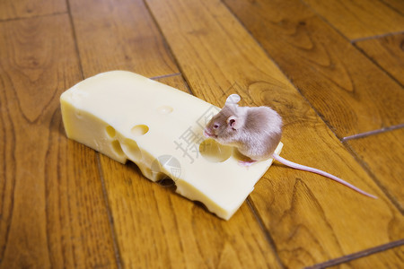运气一只老鼠在吃块奶酪信息啮齿动物图片