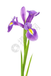 美丽的紫色花朵白隔离照片铭文春天图片