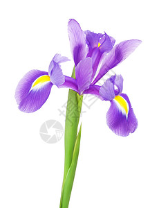 紫色虹膜生动美丽的紫色花朵白隔离垂直的绿色背景