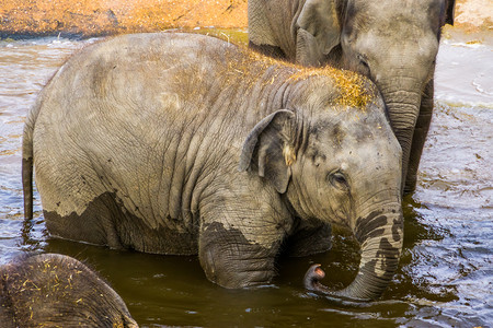 亚洲人大象在水中洗澡的肖像来自亚洲的濒危动物种宠婴儿图片