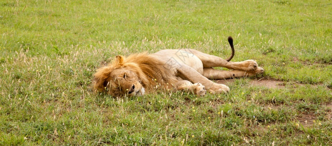 一只大狮子在草甸的丛中休息大狮子在草甸的丛中休息一种危险国民图片