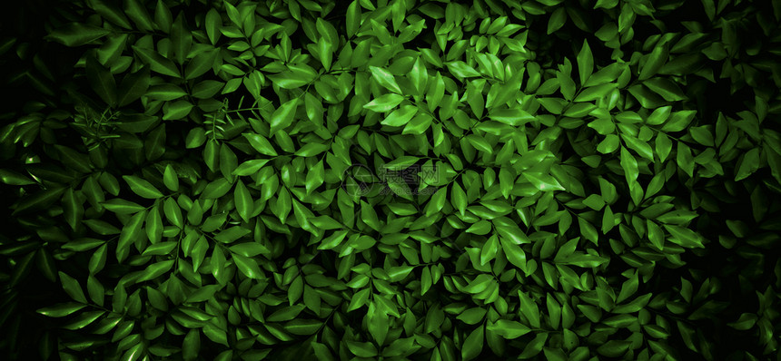 绿化热带森林植物的自然绿叶壁纹理黑色底本有条纹的人造图片