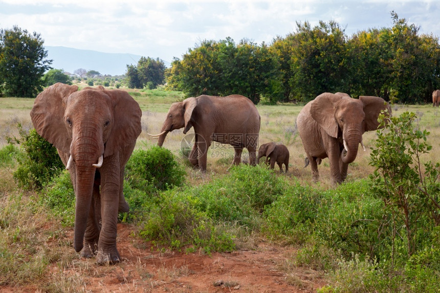 稀树草原干一种桑布鲁公园灌木丛中的大象家族桑布鲁国公园灌木丛中的大象家族图片