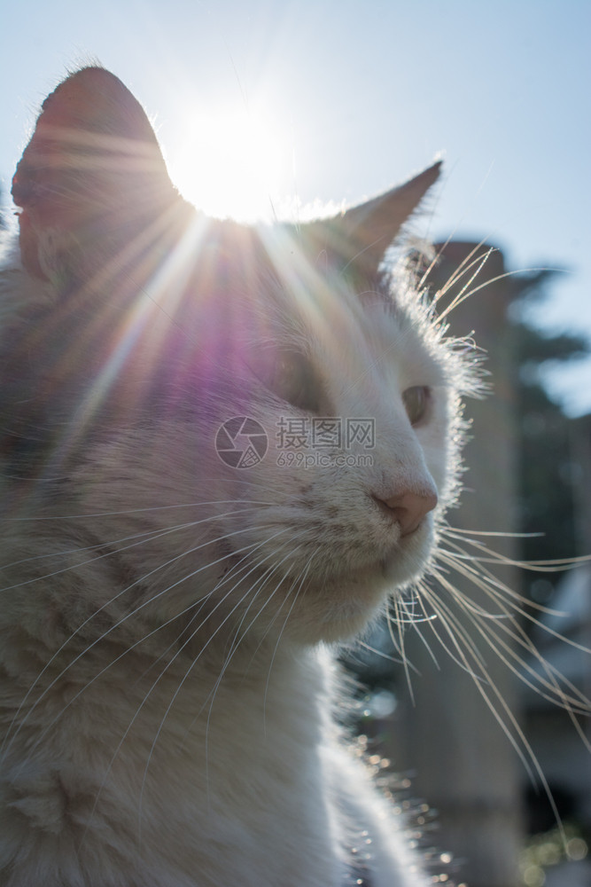 毛茸的孤独可爱猫作为家畜的图片在观赏中无家可归图片