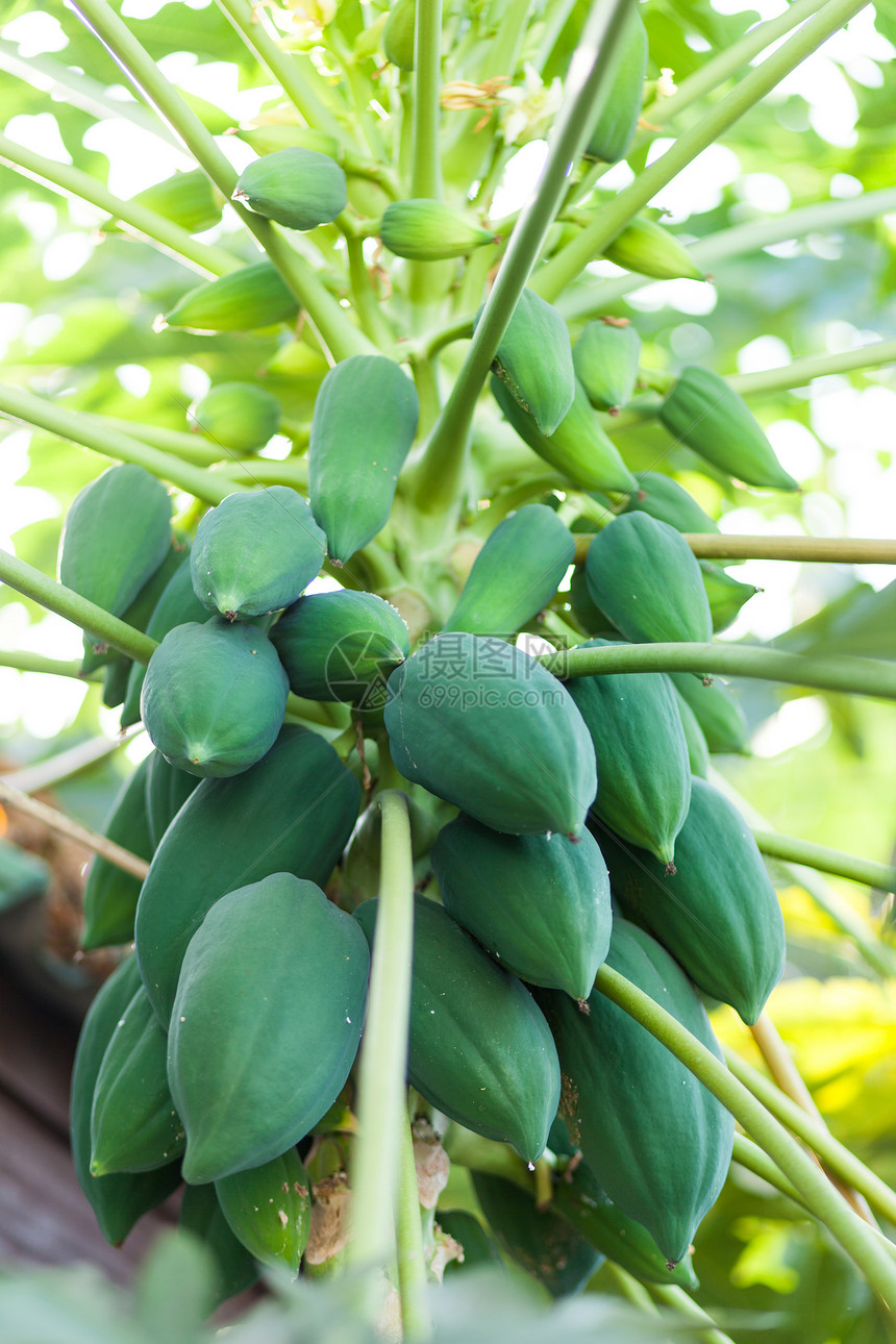 农业成熟木瓜树有新鲜绿色木瓜一些儿童在同棵树上水果图片