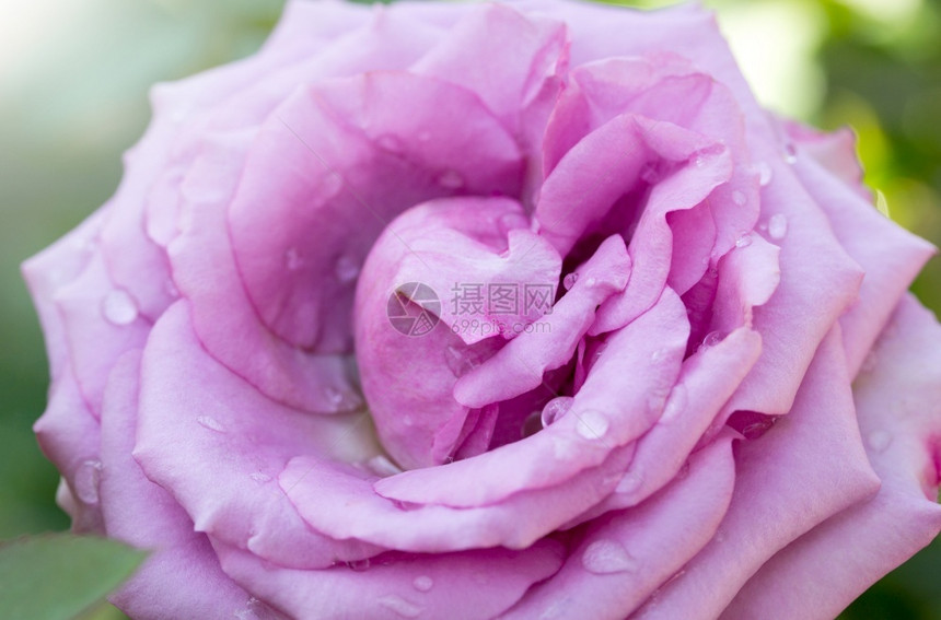 细节紧贴紫玫瑰花装饰漂亮图片