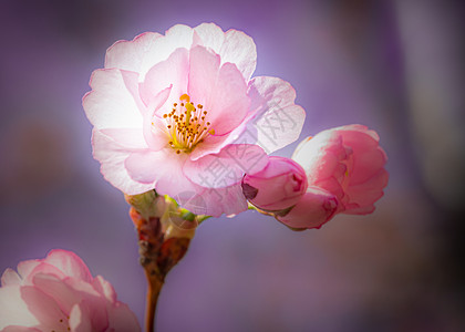 粉色锯齿优惠券自然分支植物学美丽的粉红樱花在温暖的春日下樱树背景