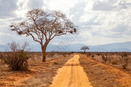 萨凡纳蓝色的预订路边树红土远处的山丘肯尼亚图片