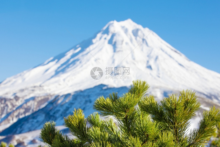 绿雪松枝与火山对抗蓝天空与绿色雪松枝火山和蓝天空对抗堪察加树火山口图片
