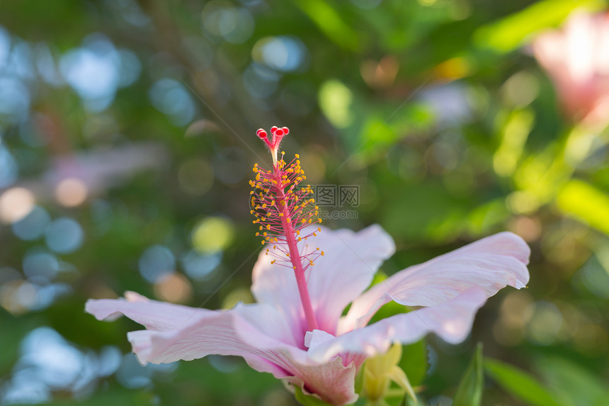 粉红色的芙蓉RosaSinensis美丽的开花植物美丽的开花植物盆学绽放图片
