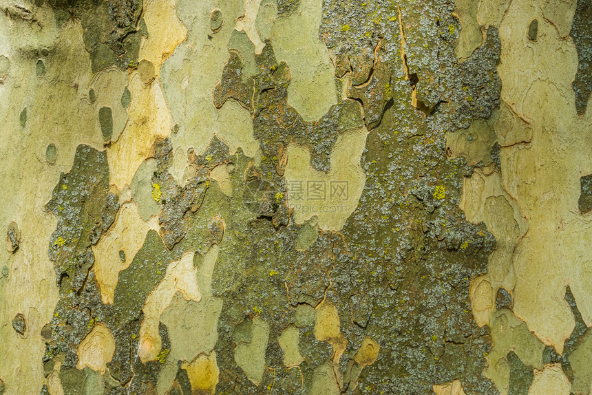 质地环境树皮平图案背景木自然防御装置软树干图片