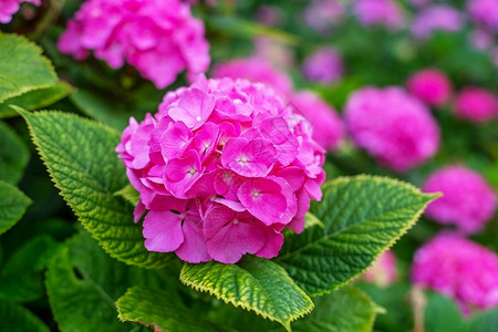 粉红色的绣球花植物学紫色的Hydranga是粉红色蓝紫白的花朵在春天和夏镇花园里开自然背景