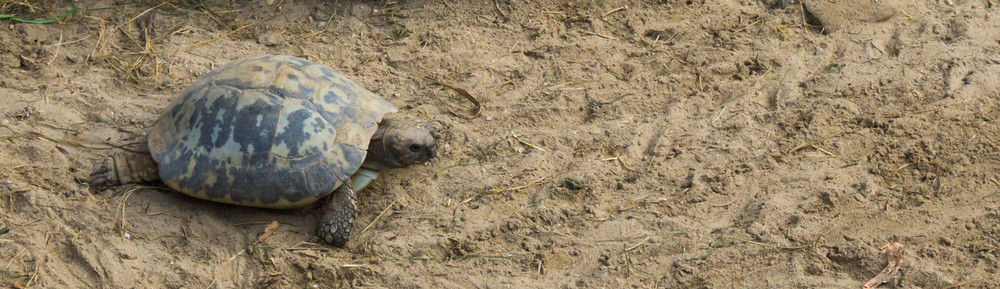 长的乌龟在沙地中爬行自己的阶段印度一种濒危动物黄色的异国情调少年图片
