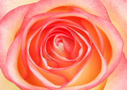自然浪漫问候美丽的粉红色玫瑰花顶层视野宏观拍摄的粉红玫瑰花图片