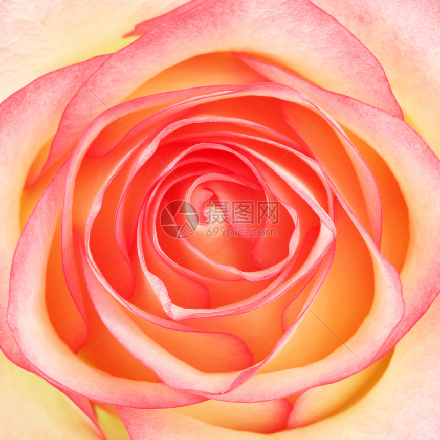 最佳粉色的美丽红玫瑰花顶层视野宏观拍摄的粉红玫瑰花图片