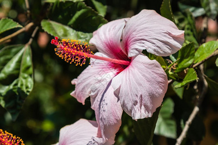 锦葵科粉红色芙蓉罗莎中华美丽的开花植物灌木图片