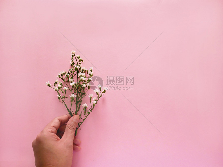 美丽在粉红背景复制空间上握着花朵的妇女手装饰品芽图片