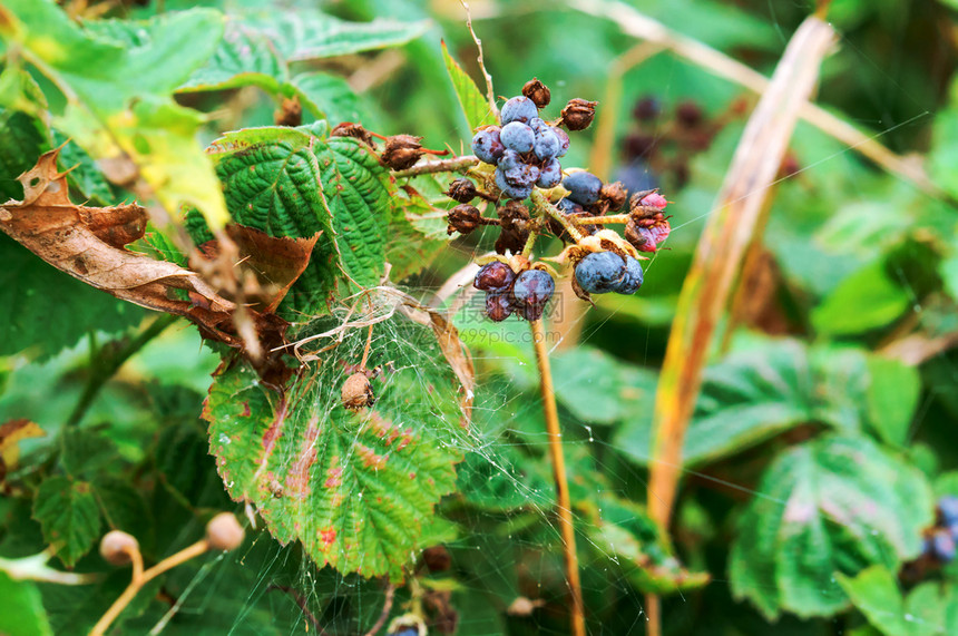 森林黑莓树枝上成熟的黑莓树枝上成熟的黑莓生俄罗斯分支机构图片