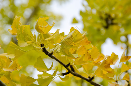 阿尔滕堡黄色的树叶背景