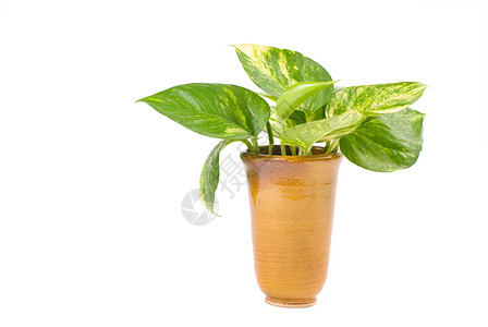 和谐分支波特花瓶中孤立的绿色植物新鲜水壶叶子图片