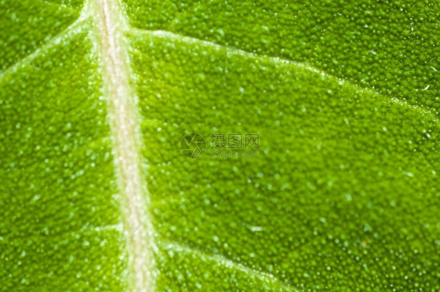 植物学现代的浅dof叶子的宏健康图片