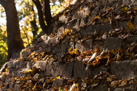 风景优美质地面位于乌克兰利沃夫的灰岩上秋叶图片