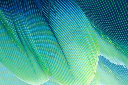 青色羽毛翅膀毛皮绿色松石复古彩趋势鸡羽毛纹理背景优质的背景