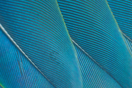 青色羽毛鹰奢华自然绿色松石复古彩趋势鸡羽毛纹理背景背景