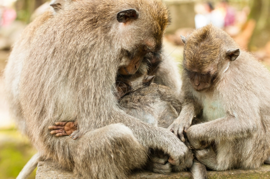 印度尼西亚乌布德圣猴子森林长尾马卡法眼旅行吃猿图片