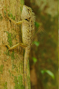 树木上的黄蜥蜴与自然和谐相处丰富多彩爬虫黄色的植物图片