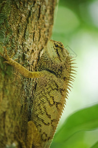 尾巴户外皮肤树木上的黄蜥蜴与自然和谐相处丰富多彩图片