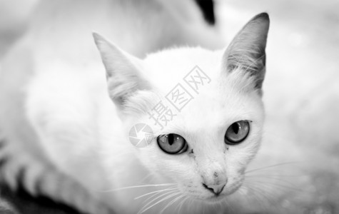 美丽的有眼光白猫凝视图片