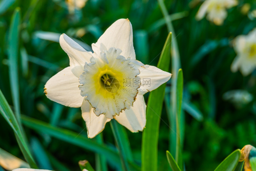 春天花朵盛开的白面水仙花广受欢迎的荷兰金花大型关闭自然背景欧洲季节图片