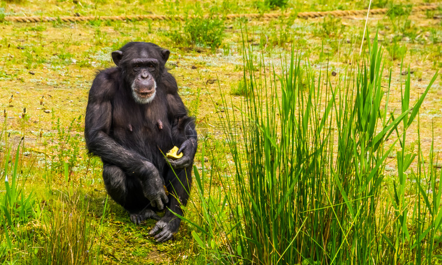 藏着食物动喂养严重濒危非洲灵长类动物的西部黑猩近距离肖像热带伟大的批判地图片