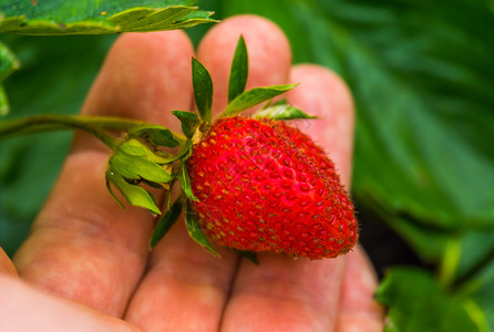 美味的一种栽培手握着新鲜成熟有机种植的草莓农业和园艺背景的手图片