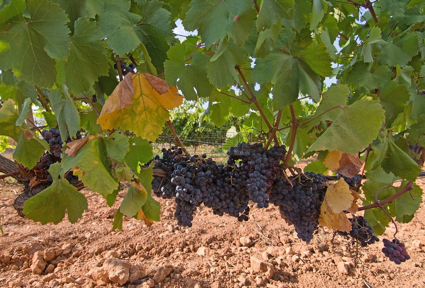 葡萄园行业工的西班牙马略卡岛8月红葡萄在酒库存中成熟等待收获红葡萄在酒库存中成熟图片