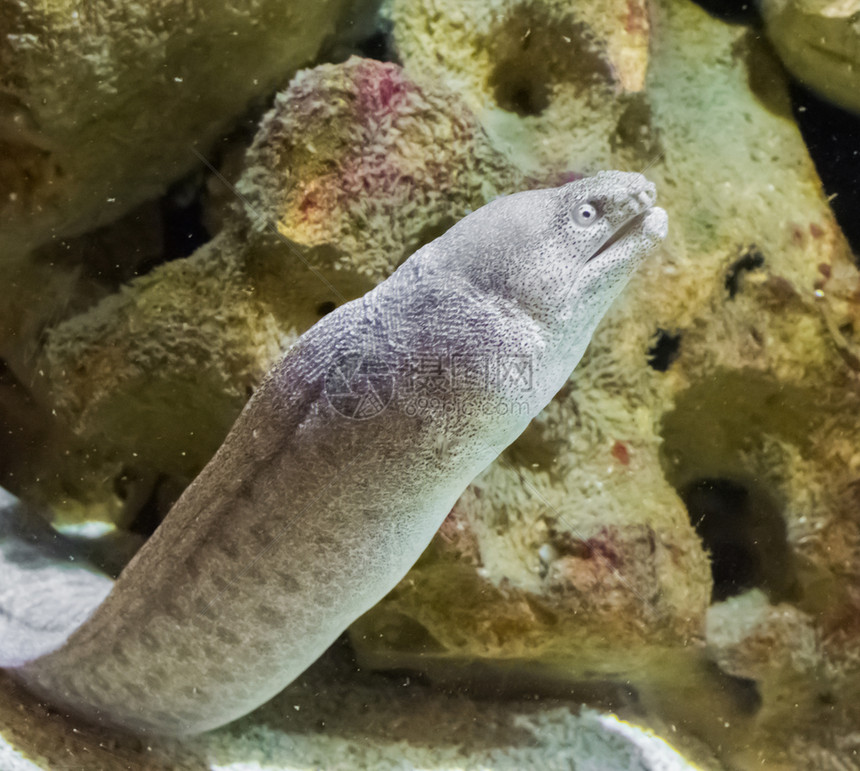 海鳗水族馆红色的一条热带鱼蛇生活在哈瓦伊岛一只热带鱼蛇它的栖息地图片