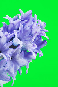 季节紫色绿背景上美丽的蓝色鲜青花朵环心图片