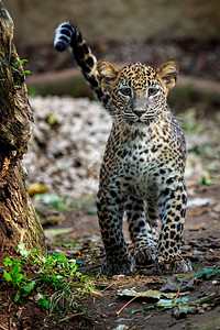 科蒂亚豹幼崽派教区雨林自然图片
