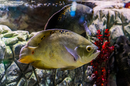 水产养殖大理石南美洲亚马孙流域的热带鱼类食水族馆宠物热带鱼类南美图片