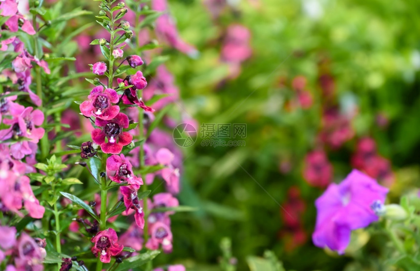 自然花园夏季或春日粉红安贝罗尼亚花朵开或者图片