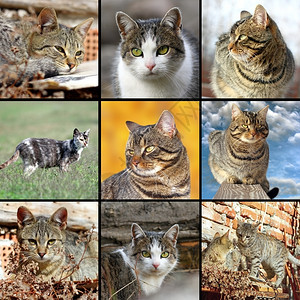 户外坐着毛皮收集不同图像与家猫放在一个拼贴的中图片