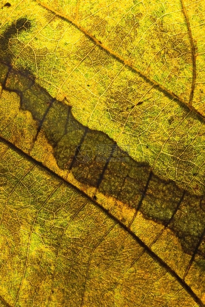 抽象的线条迷宫叶子秋色细静脉图片