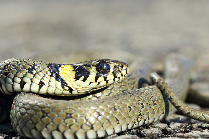 脊椎动物草蛇色头目Natrixnatrix的大型草蛇肖像黑色的爬虫学图片