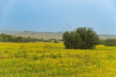 绿色塞浦路斯岛卡帕西亚半的春田景观其背是野驴土和木树哺乳动物图片
