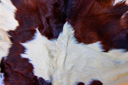 咖喱兽抽象的棕色牛皮外衣纹理黑白和棕色斑点图片