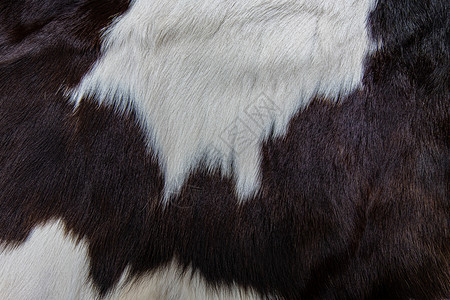 棕色牛皮外衣的纹理黑白和棕色斑点解析度黑的小牛图片