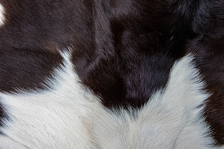 解析度敷料棕色牛皮外衣的纹理黑白和棕色斑点小地毯图片