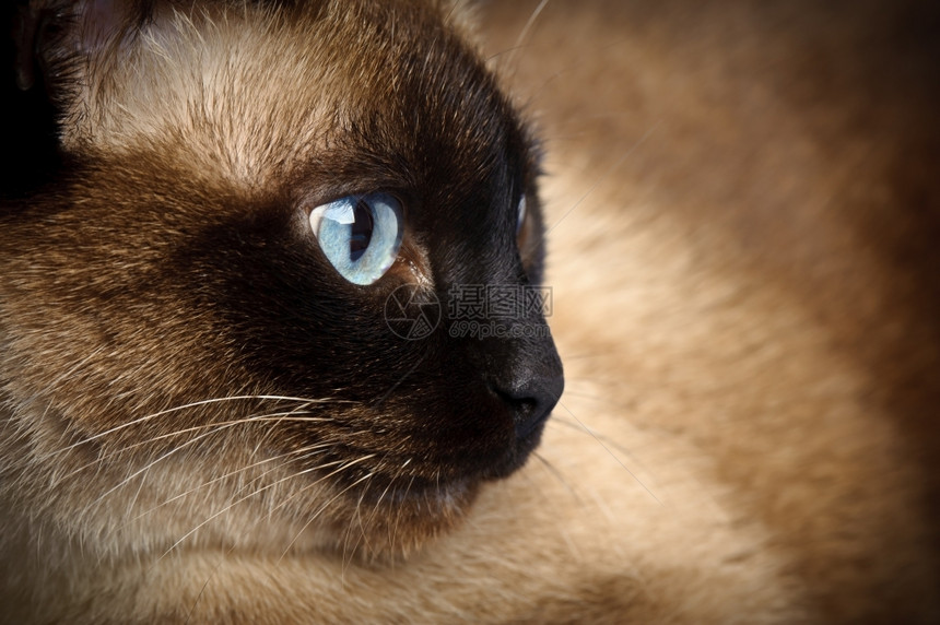 蓝眼睛蓬松的可爱蓝眼青猫小近距离闭着脸部美丽图片